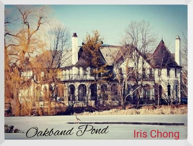 March 18 2023 Picturesque - Oakband Pond Thornhill Toronto Iris Chong Oakbank Park, ON