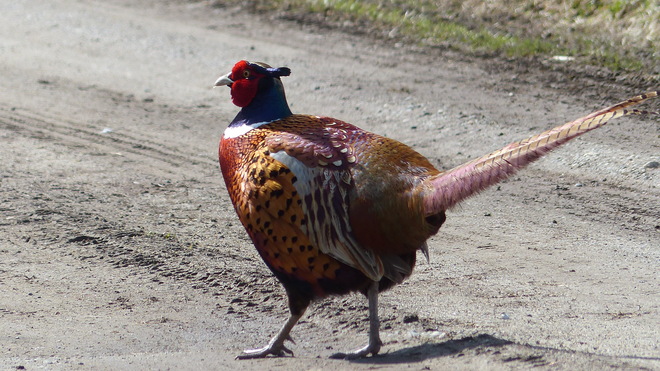 Pheasant Grand Forks, BC