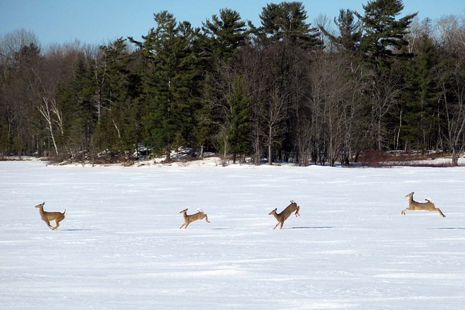 Four shy deer galloping on icy Hazley Bay, Pembroke, ON Bays End Road, Pembroke, Ontario
