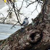 White breadted Nuthatch