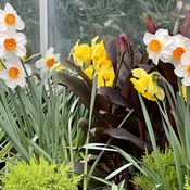 Daffodils, Tulips, Hyacinth in Centennial Park Conservatory