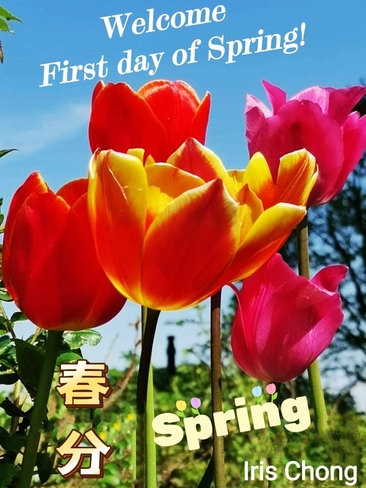 March 20 2023 Spring is like a painter, painted with a vibrant color! Iris Chong Thornhill, ON