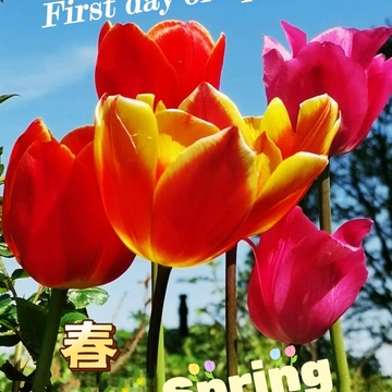 March 20 2023 Spring is like a painter, painted with a vibrant color! Iris Chong