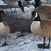 Canada Goose Gatherings