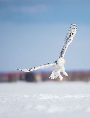 Snowy Owl North Glengarry, ON