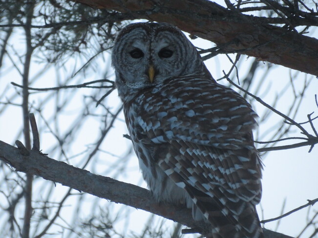 Owl Aurora, ON