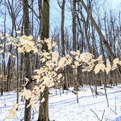 winter beech tree leaves