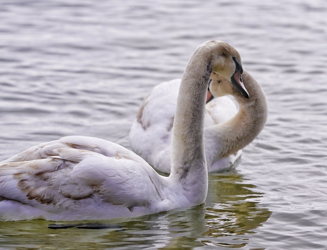 young swan Hamilton, ON