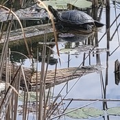 Turtle sun bathing