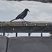 First Grackle Sighting! Welcome Spring.