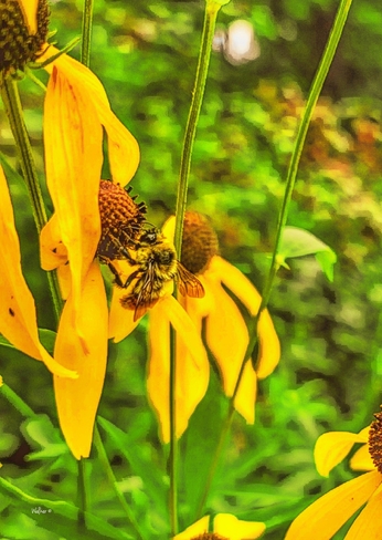 Bee Ottawa, ON