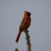 Cardinal Singing