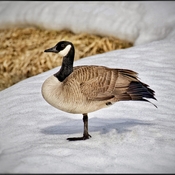Returning Canada Geese