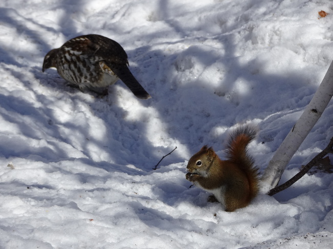 A Bird & A Squirrel Sudbury, ON