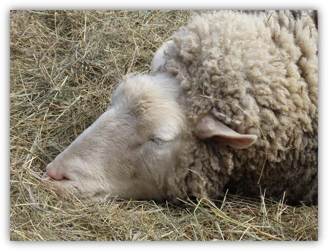 Counting Sheep Lanark, ON