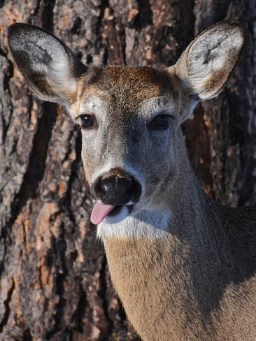 Tongue Out Tuesday Thunder Bay, ON