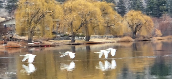 Swans Oliver, BC