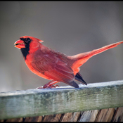 Cardinal morning