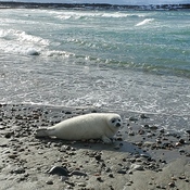 Baby seal catching some rays on the beach.