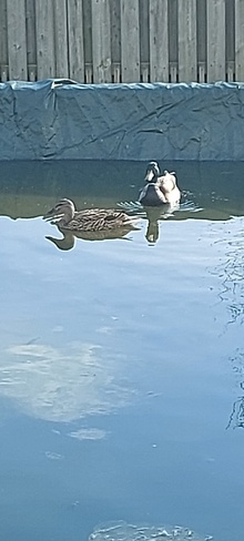 Ducks taking a dip in the pool! LaSalle, ON