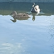 Ducks taking a dip in the pool!