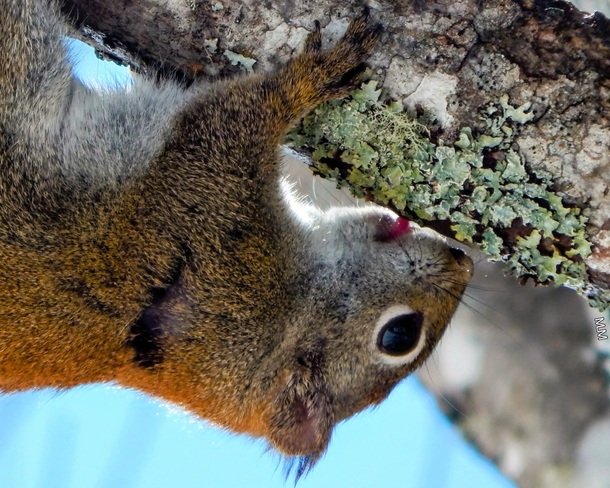 Tree licking Squirrel Waasis, NB