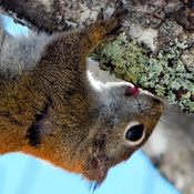 Tree licking Squirrel