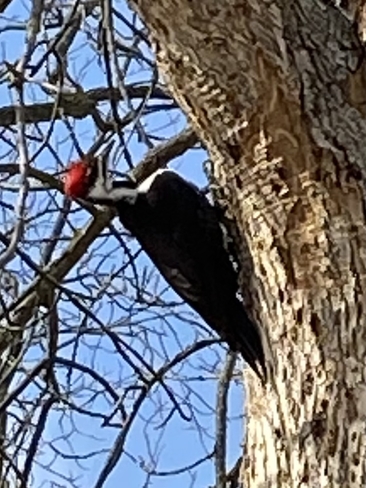 Pileated Woodpecker Elmvale, Ontario, CA
