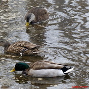Mallards on MacKay's Pond/Baddeck,C.B