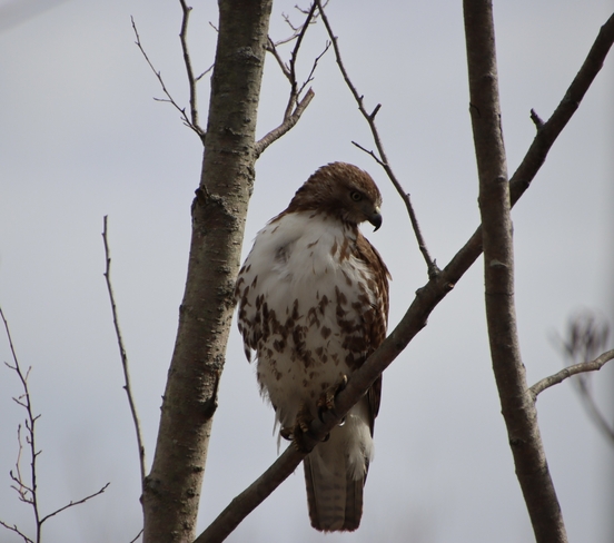 Red Tail Hawk Long Point, Ontario | N0E 1M0