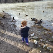 Out to visit the geese