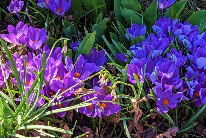 Purple spring flowers Vancouver, BC