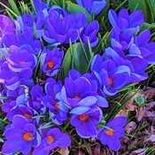 Purple spring flowers