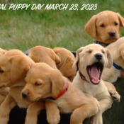 National Puppy Day March 23, 2023