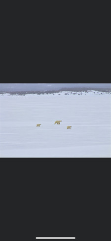 Momma and 2 polar bear cubs St.Anthony, NL