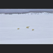 Momma and 2 polar bear cubs