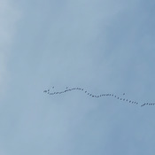 geese returning from the south