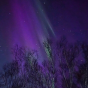 purple aurora