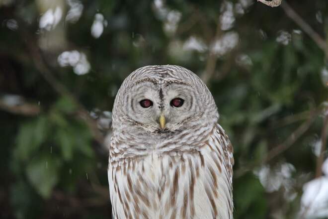 Bared owl Shrewsbury, ON
