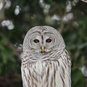 Bared owl