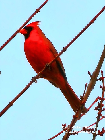 Northern Cardinal Rouge, ON