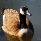 March 24 2023 Adorable Canada Goose in Spring! Thornhill Toronto Iris Chong
