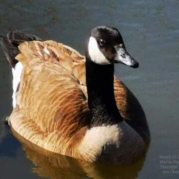 March 24 2023 Adorable Canada Goose in Spring! Thornhill Toronto Iris Chong
