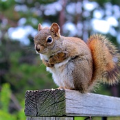 Red Squirrel New Brunswick Canada