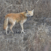Eastern Coyote