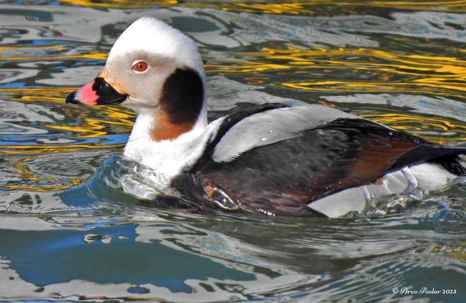 Longtail Ducks Toronto, ON