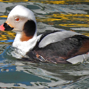 Longtail Ducks