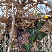 Cardinal nest
