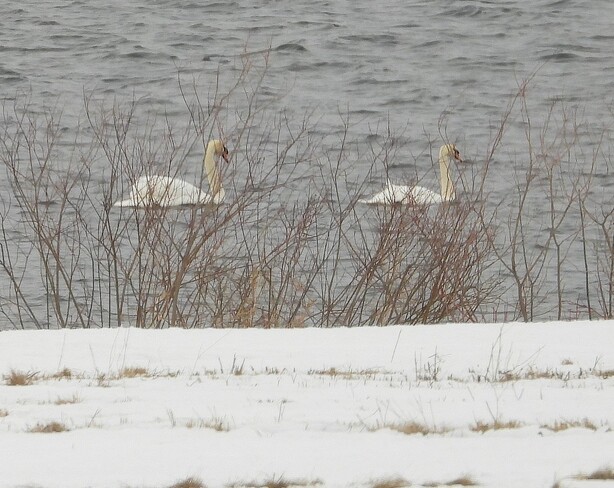 Three Mute Swans at the Long Sault Parkway Long Sault, South Stormont, ON
