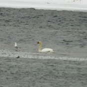 Three Mute Swans at the Long Sault Parkway